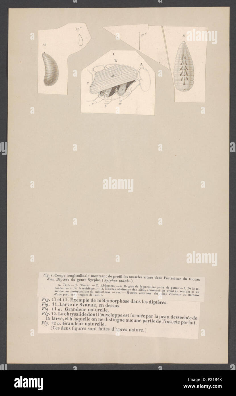 . Syrphus 300 Syrphus - Stampa - Iconographia Zoologica - Collezioni Speciali Università di Amsterdam - UBAINV0274 002 01 0003 Foto Stock