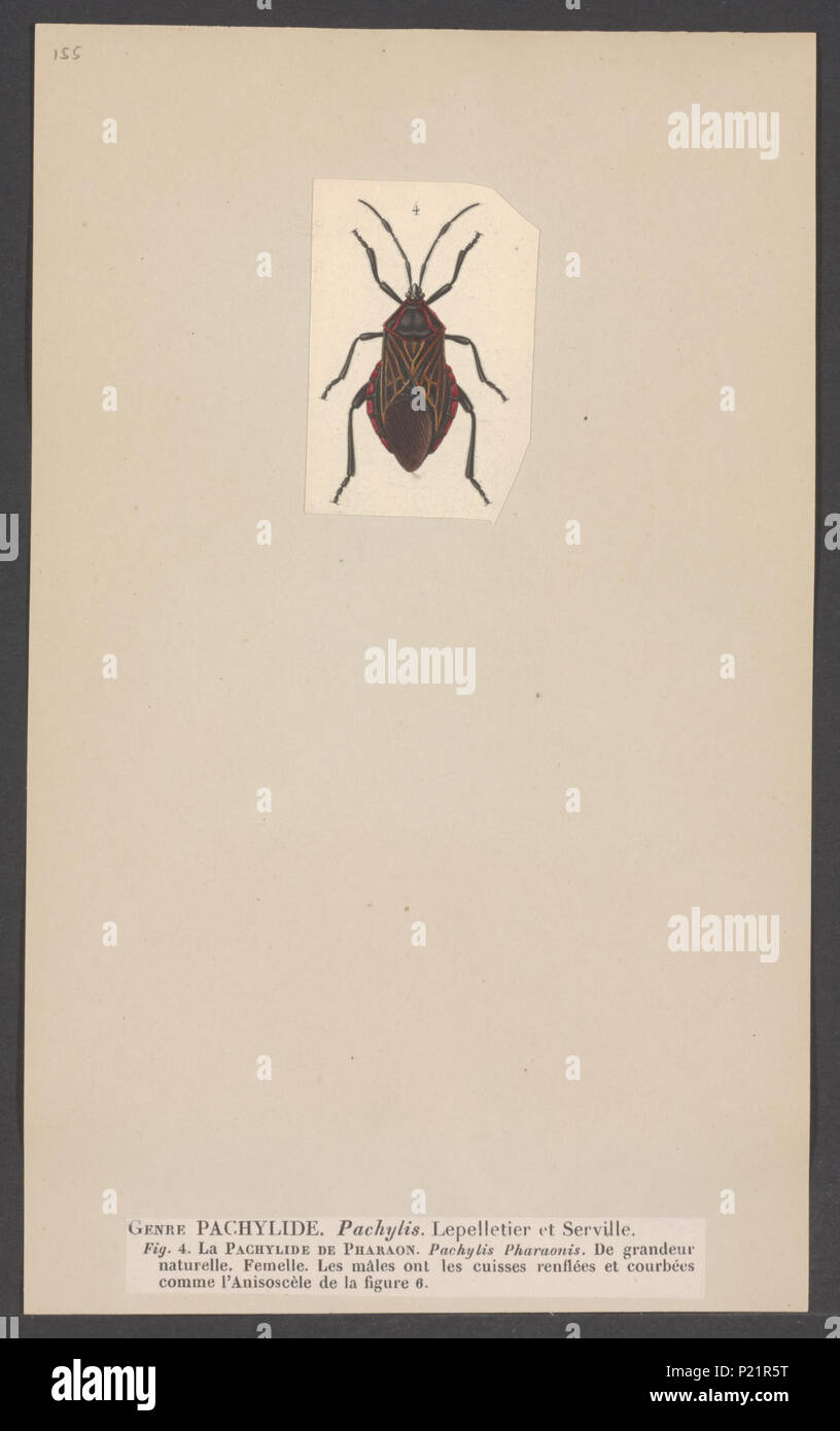 . Pachylis 215 Pachylis - Stampa - Iconographia Zoologica - Collezioni Speciali Università di Amsterdam - UBAINV0274 002 02 0017 Foto Stock