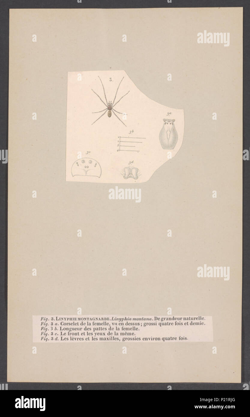. Linyphia 177 Linyphia - Stampa - Iconographia Zoologica - Collezioni Speciali Università di Amsterdam - UBAINV0274 004 04 0009 Foto Stock