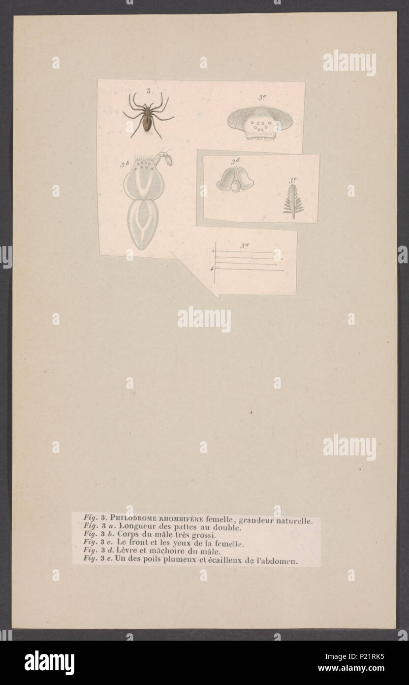 . Philodromus 222 Philodromus - Stampa - Iconographia Zoologica - Collezioni Speciali Università di Amsterdam - UBAINV0274 004 04 0031 Foto Stock