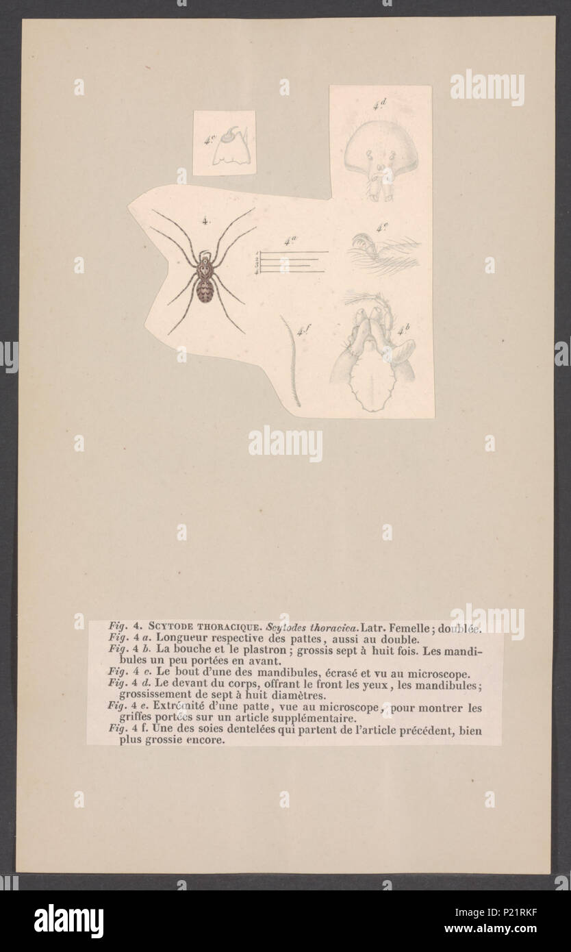 . Scytodes 286 Scytodes - Stampa - Iconographia Zoologica - Collezioni Speciali Università di Amsterdam - UBAINV0274 004 04 0048 Foto Stock