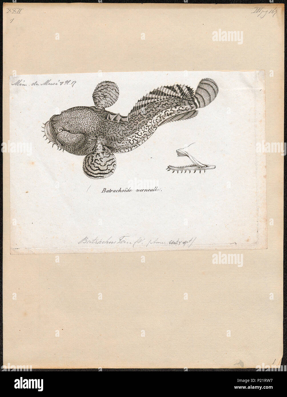 . Opsanus beta syn. Batrachus tau . tra il 1700 e il 1880 30 Batrachus tau - 1700-1880 - Stampa - Iconographia Zoologica - Collezioni Speciali Università di Amsterdam - UBA01 IZ13600165 Foto Stock