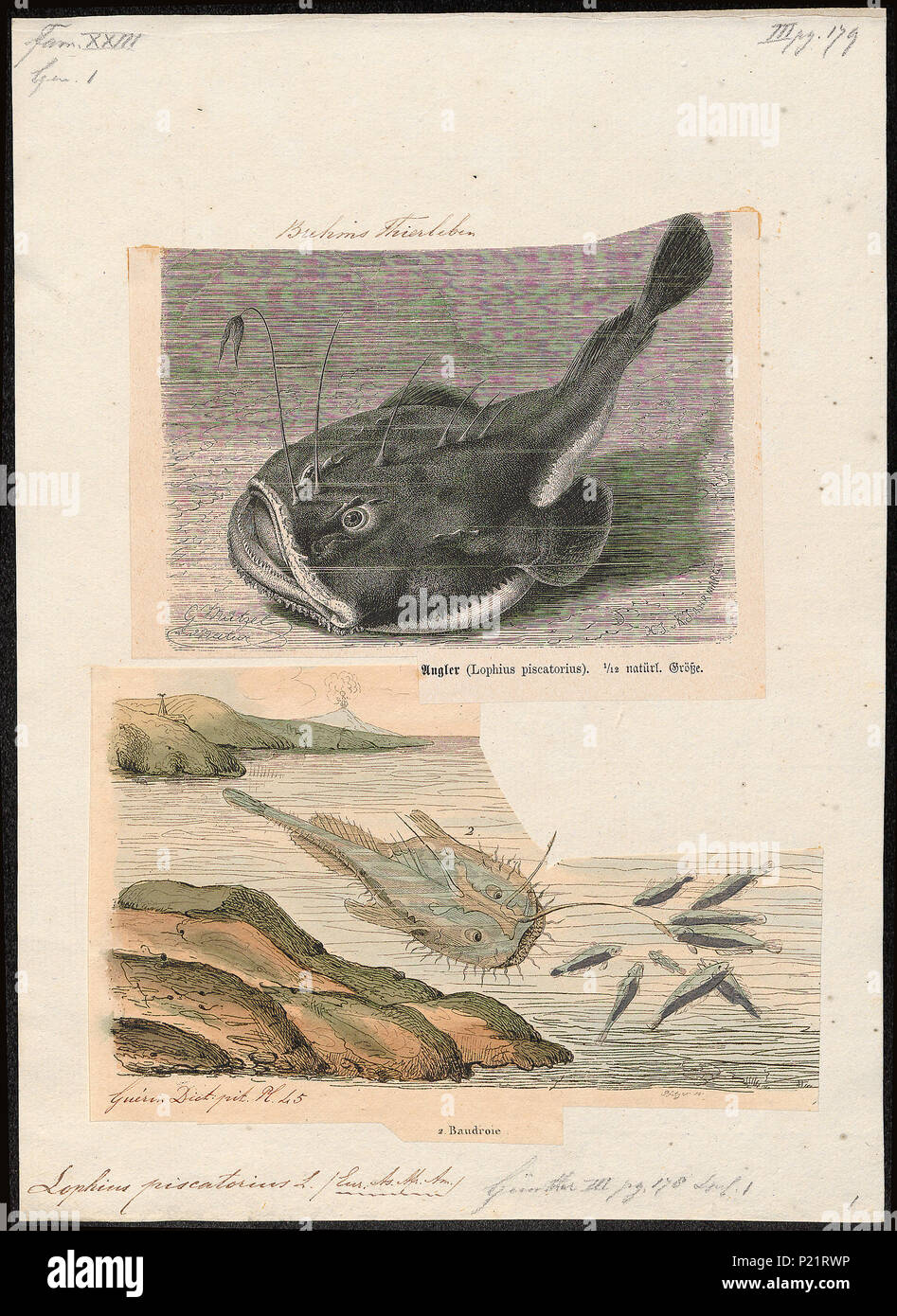 . Lophius piscatorius . tra il 1700 e il 1880 177 Lophius piscatorius - 1700-1880 - Stampa - Iconographia Zoologica - Collezioni Speciali Università di Amsterdam - UBA01 IZ13600185 Foto Stock