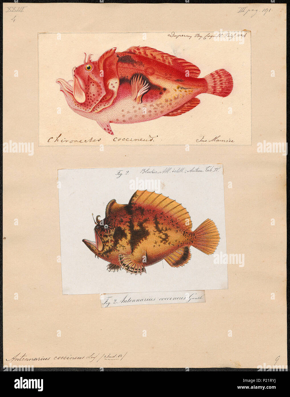 . Antennarius coccineus . tra il 1700 e il 1880 19 Antennarius coccineus - 1700-1880 - Stampa - Iconographia Zoologica - Collezioni Speciali Università di Amsterdam - UBA01 IZ13600239 Foto Stock