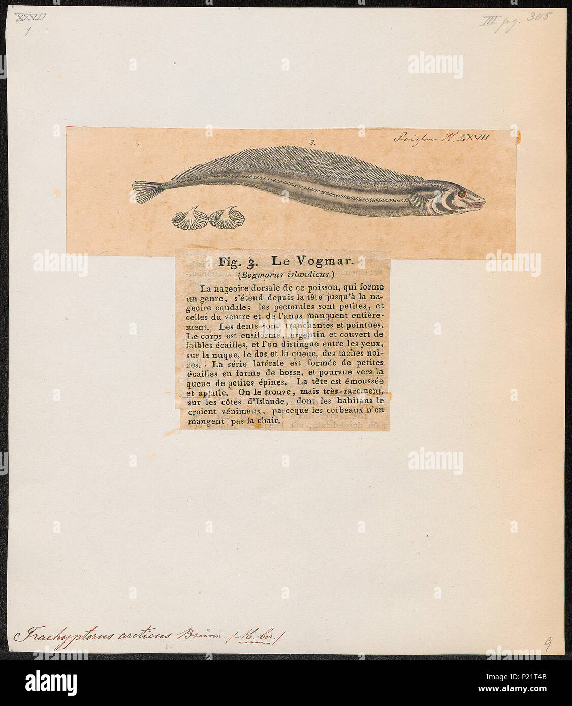 . Trachypterus arcticus . tra il 1700 e il 1880 307 Trachypterus arcticus - 1700-1880 - Stampa - Iconographia Zoologica - Collezioni Speciali Università di Amsterdam - UBA01 IZ13700007 Foto Stock