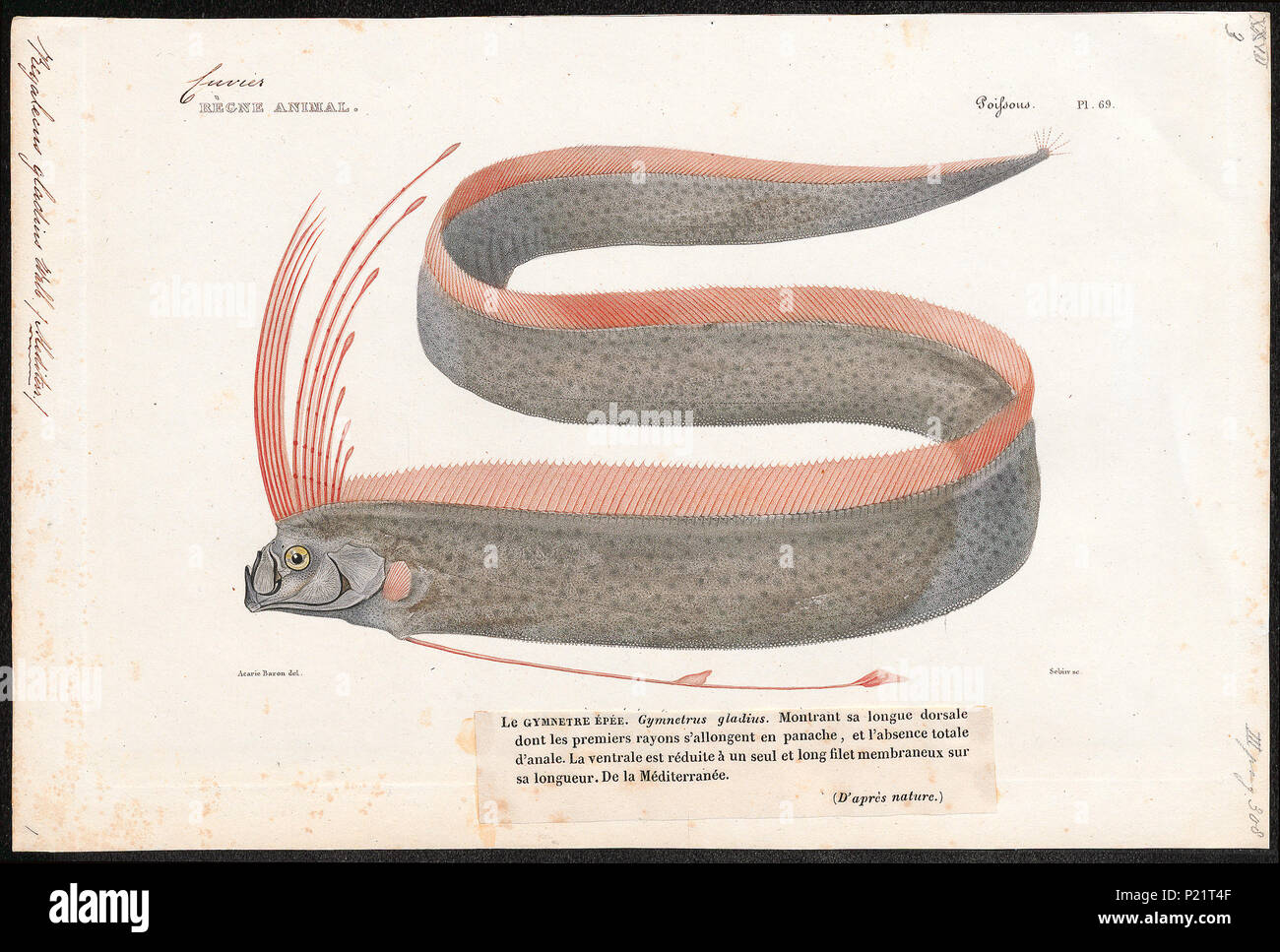 . Regalecus gladius . tra il 1700 e il 1880 276 Regalecus gladius - 1700-1880 - Stampa - Iconographia Zoologica - Collezioni Speciali Università di Amsterdam - UBA01 IZ13700013 Foto Stock