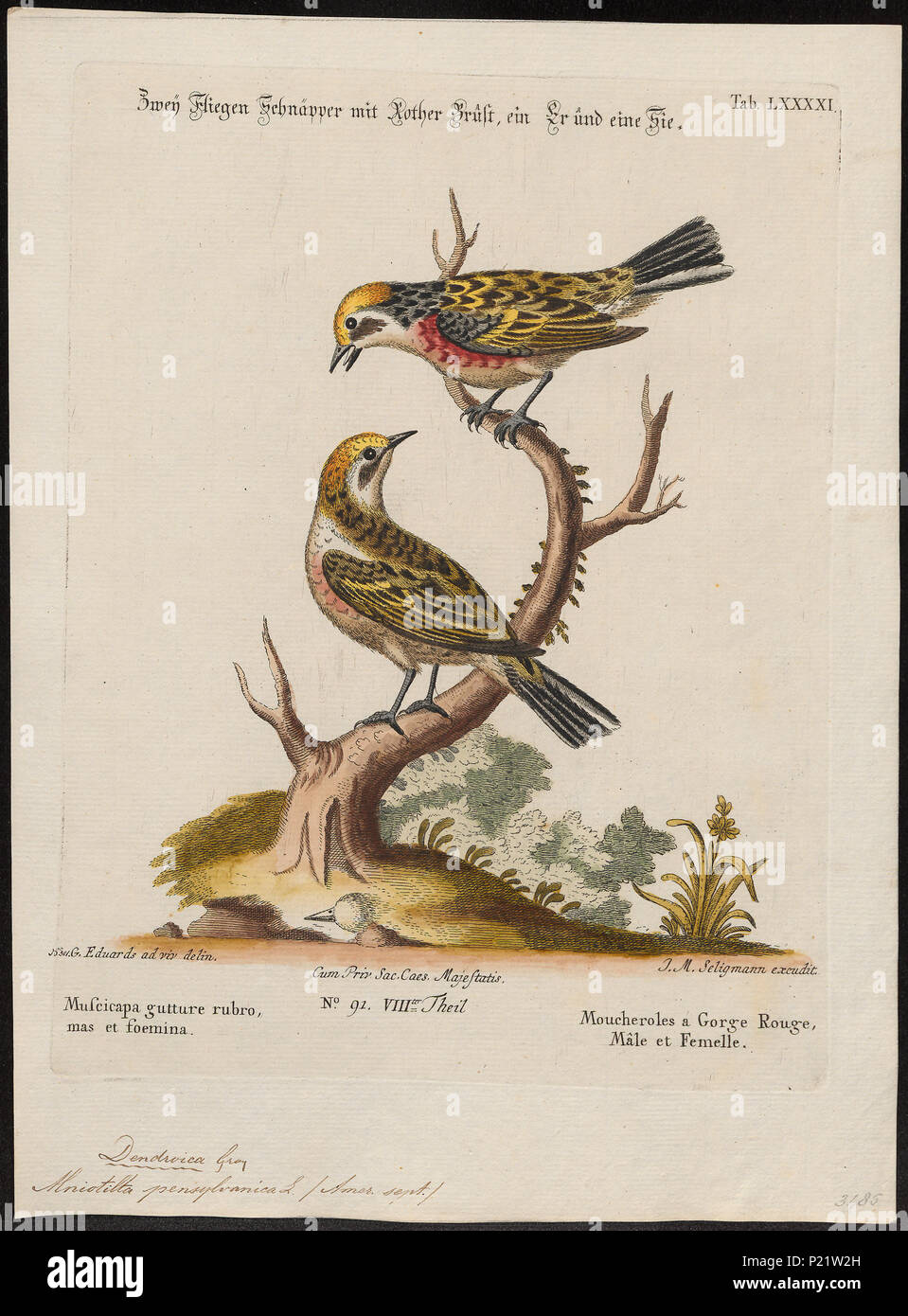 . Mniotilta pennsylvanica . tra il 1700 e il 1880 194 Mniotilta pennsylvanica - 1700-1880 - Stampa - Iconographia Zoologica - Collezioni Speciali Università di Amsterdam - UBA01 IZ16300053 Foto Stock