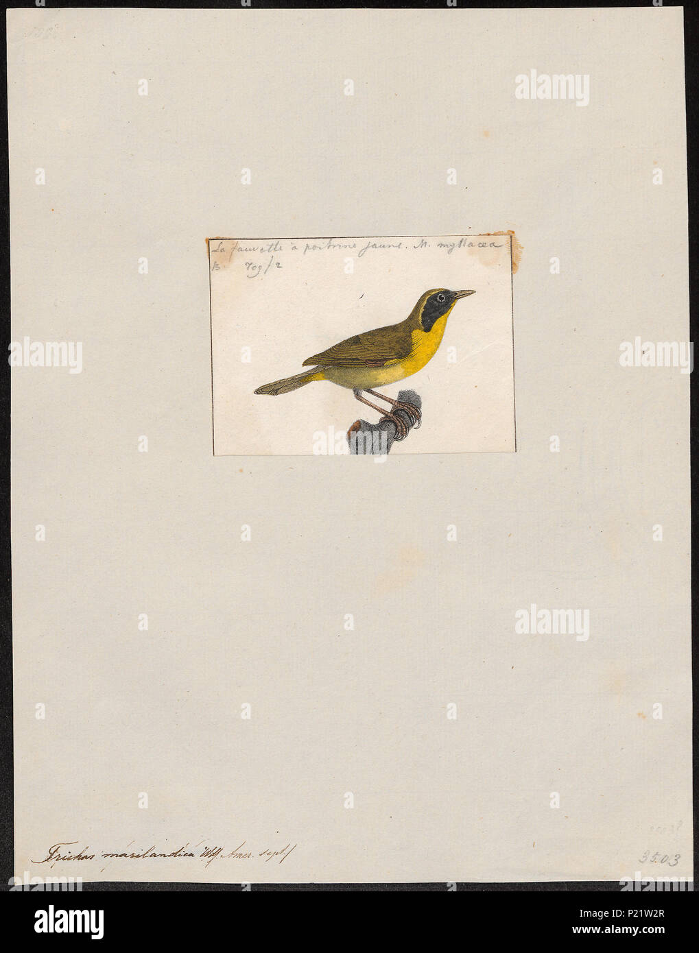 . Trichas marilandica . tra il 1700 e il 1880 307 Trichas marilandica - 1700-1880 - Stampa - Iconographia Zoologica - Collezioni Speciali Università di Amsterdam - UBA01 IZ16300061 Foto Stock