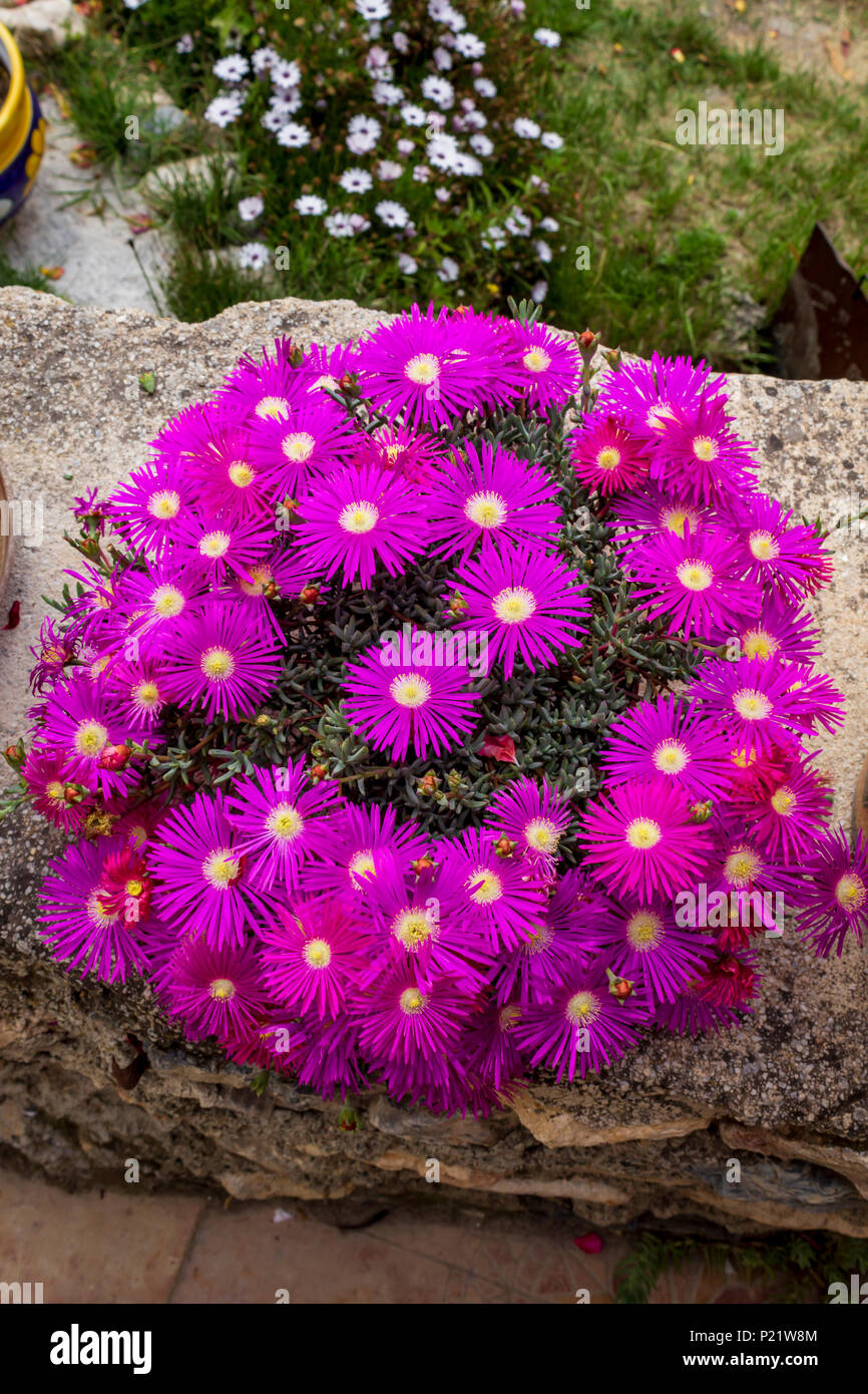 Delosperma cooperi, fiore di piante di ghiaccio viola Foto stock - Alamy