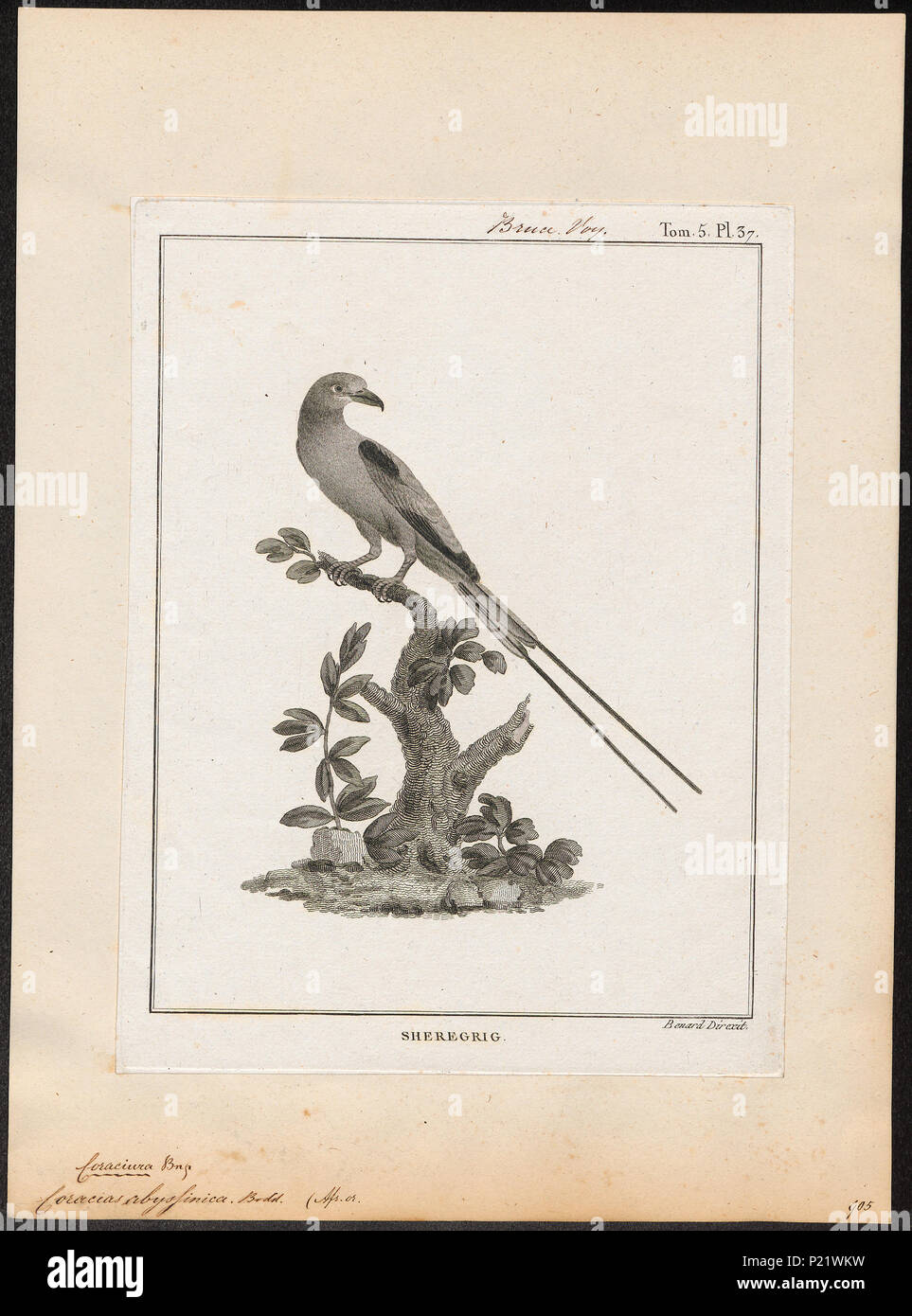 . Coracias abyssinica . tra 1790 e 1832 68 Coracias abyssinica - 1790-1832 - Stampa - Iconographia Zoologica - Collezioni Speciali Università di Amsterdam - UBA01 IZ16700235 Foto Stock