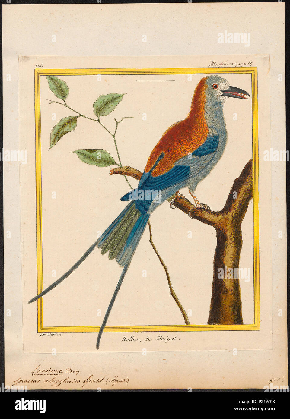 68 Coracias abyssinica - 1700-1880 - Stampa - Iconographia Zoologica - Collezioni Speciali Università di Amsterdam - UBA01 IZ16700237 Foto Stock