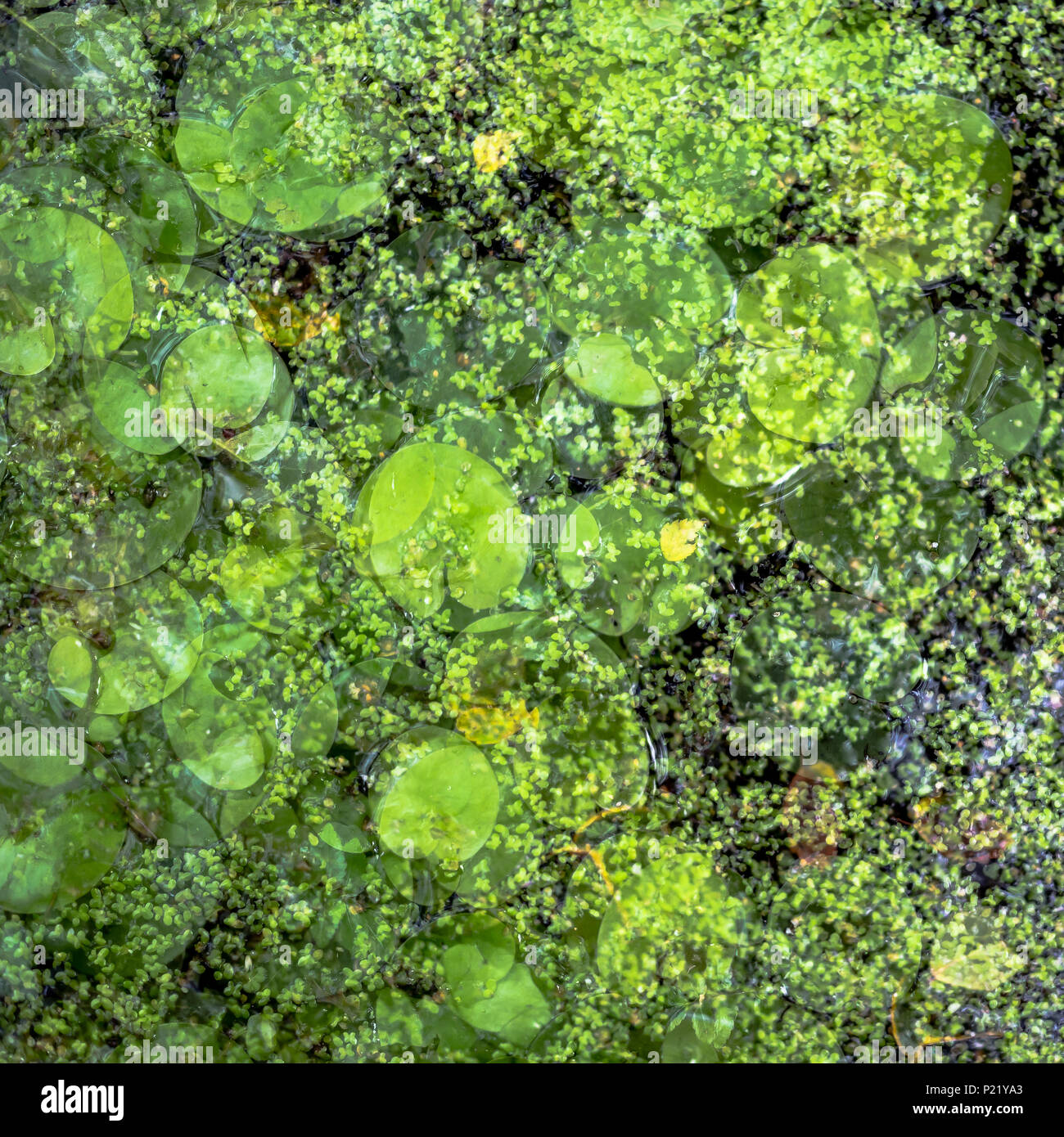 Abstract del laghetto di gigli in primavera Foto Stock