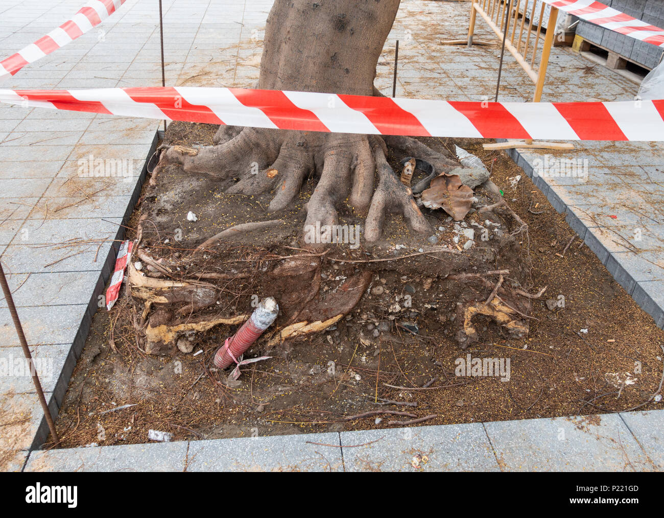 Esposti albero radici durante la ripavimentazione della strada di città in Spagna Foto Stock
