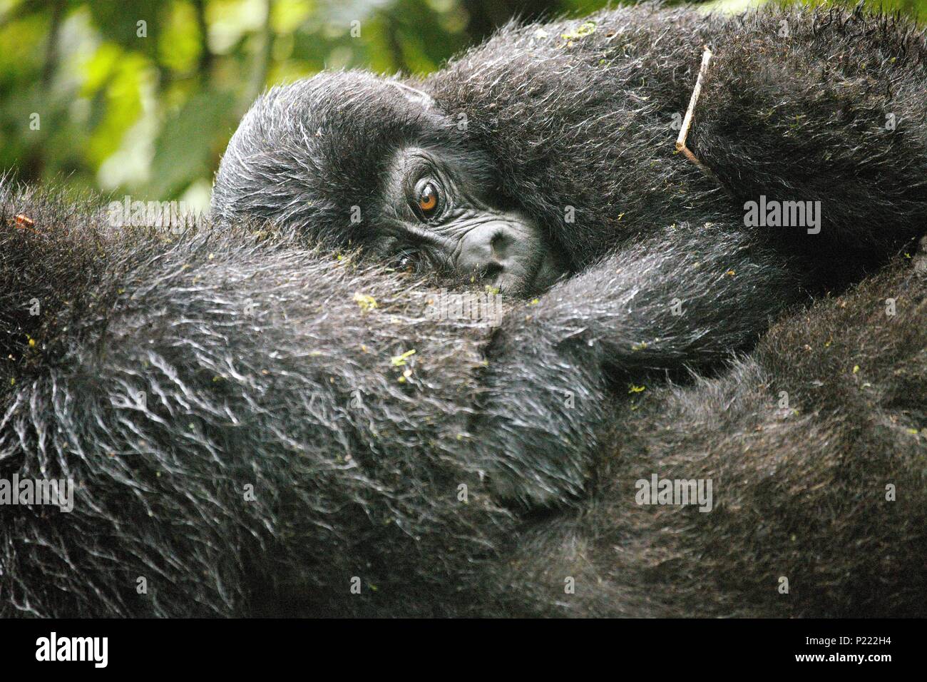 Un bambino di gorilla di montagna si aggrappa alla sua madre dopo un acquazzone in Foresta impenetrabile di Bwindi in Uganda. Foto Stock