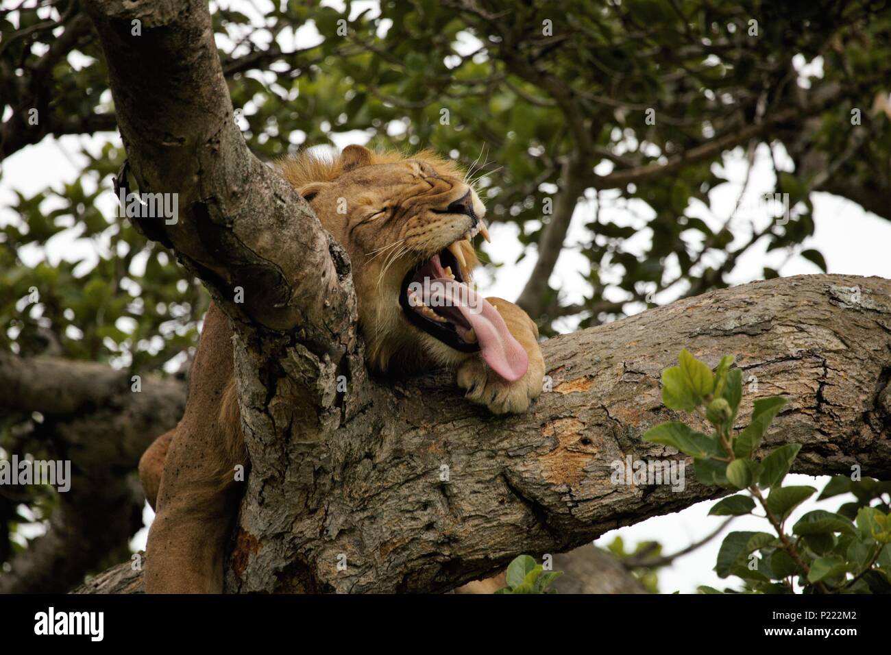 Un giovane maschio tree-climbing lion sbadigli durante il riposo in Ishasha, Queen Elizabeth National Park in Uganda Foto Stock
