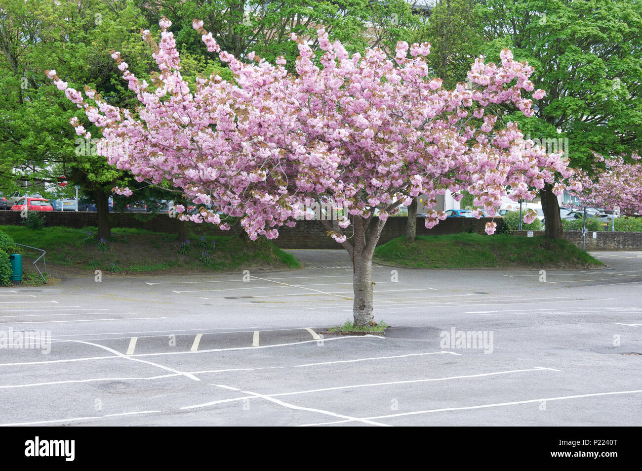 Ciliegio ornamentale Blossom Tree di bloom, crescendo in un ambiente urbano parcheggio auto. Questi decorativi alberi di ombra sono tolleranti di inquinamento atmosferico. Inghilterra, Regno Unito Foto Stock