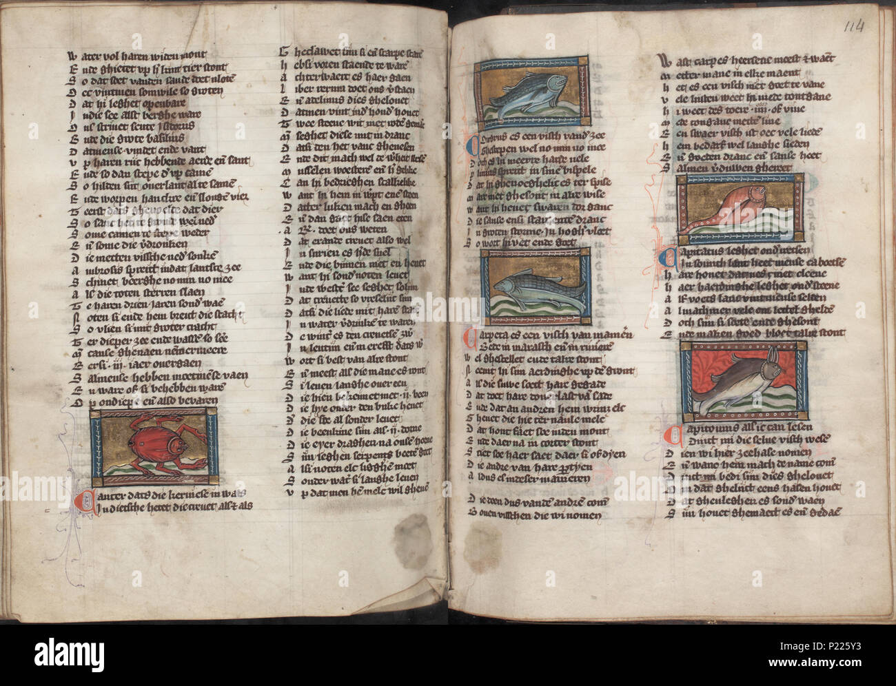 . Der naturen bloeme - Jacob van Maerlant - KB KA 16 - folio 113v (sinistra) e 114R (destro) . Lato sinistro folio 113v e destra folio 114r da Der naturen bloeme (KB KA 16) da Jacob van Maerlant miniature a sinistra folio 113v il cancro (aragosta) vedere queste miniature sul sito web della KB: Cancro (kreeft) miniature sulla destra folio 114r Congrus (mare-anguilla) Carpeta (CARPA) Capitacus Capitonius (mare-lepre) vedere queste miniature sul sito web della KB: Congrus - Carpeta - Capitacus - Capitonius (zeehaas) . tra circa 1340 e circa 1350. Thomas di possibile Foto Stock