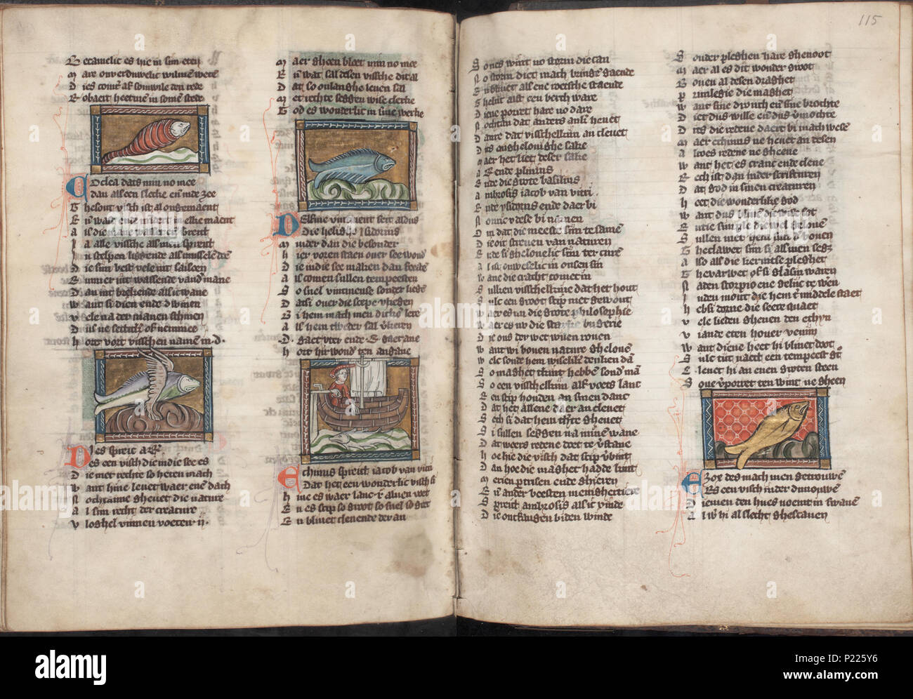 . Der naturen bloeme - Jacob van Maerlant - KB KA 16 - folio 114v (sinistra) e 115R (destro) . Lato sinistro folio 114v e destra folio 115r da Der naturen bloeme (KB KA 16) da Jacob van Maerlant miniature a sinistra folio 114v Coclea (mare-lumaca) muore Delfine (Dolphin) Echinus (dei ricci di mare) vedere queste miniature sul sito web della KB: Coclea (zeeslak) - Stampi - Delfine (dolfijn) - Echinus miniature sulla destra folio 115r Esox (tipo di pike) vedere queste miniature sul sito web della KB: Esox . tra circa 1340 e circa 1350. Tommaso di Cantimpré ( Foto Stock