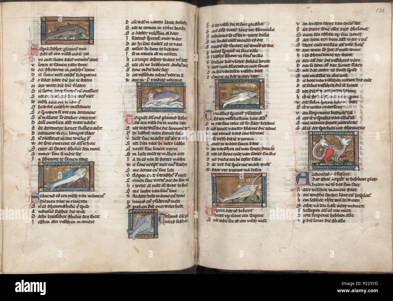 . Der naturen bloeme - Jacob van Maerlant - KB KA 16 - folio 120v (sinistra) e 121R (destro) . Lato sinistro folio 120v e destra folio 121r da Der naturen bloeme (KB KA 16) da Jacob van Maerlant miniature a sinistra folio 120v (Seppia Seppia) Scourus Torpede (elettrico ray) Trelinus vedere queste miniature sul sito web della KB: seppia - Scouros - Torpede - Trelinus miniature sulla destra folio 121r Tymallus Vipera (mare-serpente rettile vedere queste miniature sul sito web della KB: Tymallus - Vipera (zeeslang) - Reptiel . tra circa 1340 Foto Stock