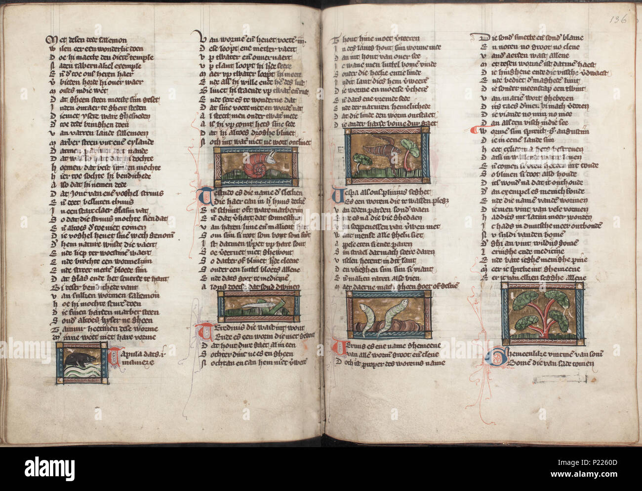 . Der naturen bloeme - Jacob van Maerlant - KB KA 16 - folio 135v (sinistra) e 136R (destro) . Lato sinistro folio 135v e destra folio 136r da Der naturen bloeme (KB KA 16) da Jacob van Maerlant miniature a sinistra folio 135v Tappula Testudo (lumaca) Teredinis (tarli) vedere queste miniature sul sito web della KB: Tappula - Testudo (slak) - Teredinis (houtworm) miniature sulla destra folio 136r (Vespa wasp) Vermis (WORM) Tree vedere queste miniature sul sito web della KB: Vespa (wesp) - Vermis - Braccio . tra circa 1340 e circa 1350. Thoma Foto Stock