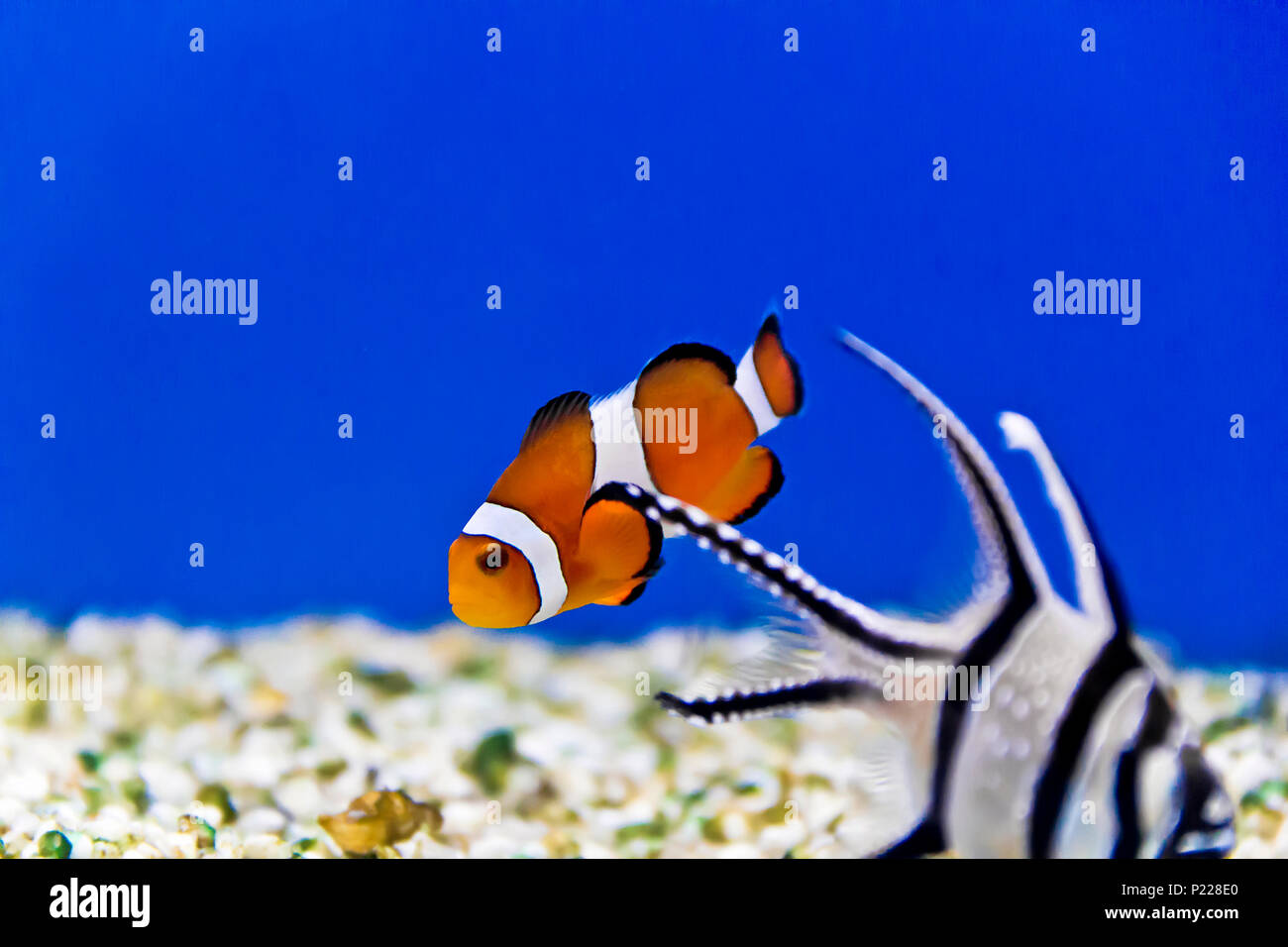 Foto orizzontale di pesce pagliaccio sul fondo acquario Foto Stock