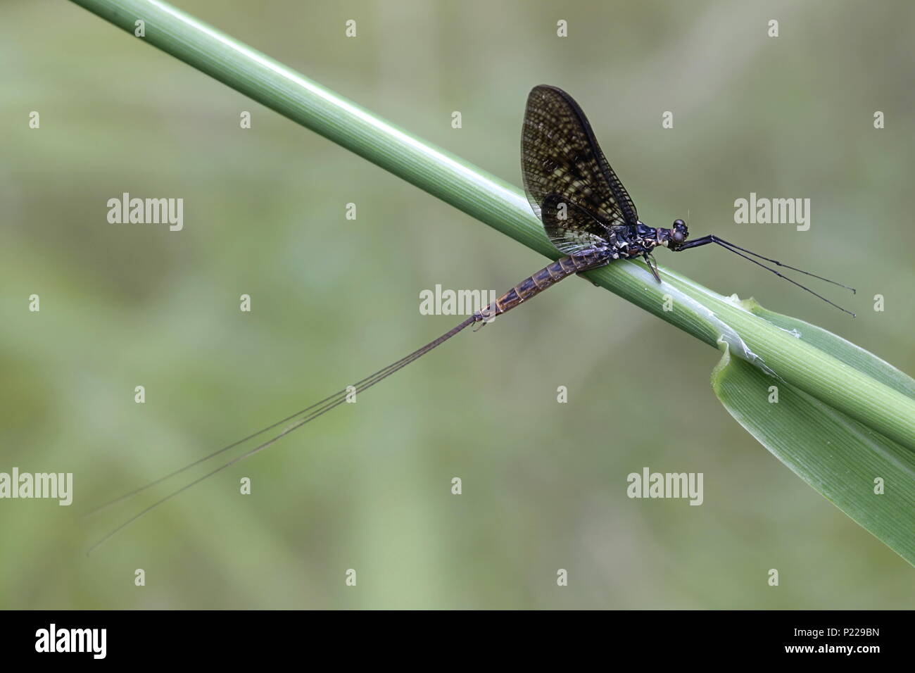 Comune di mayfly, chiamato anche shadly e fishfly, Ephemera vulgata Foto Stock