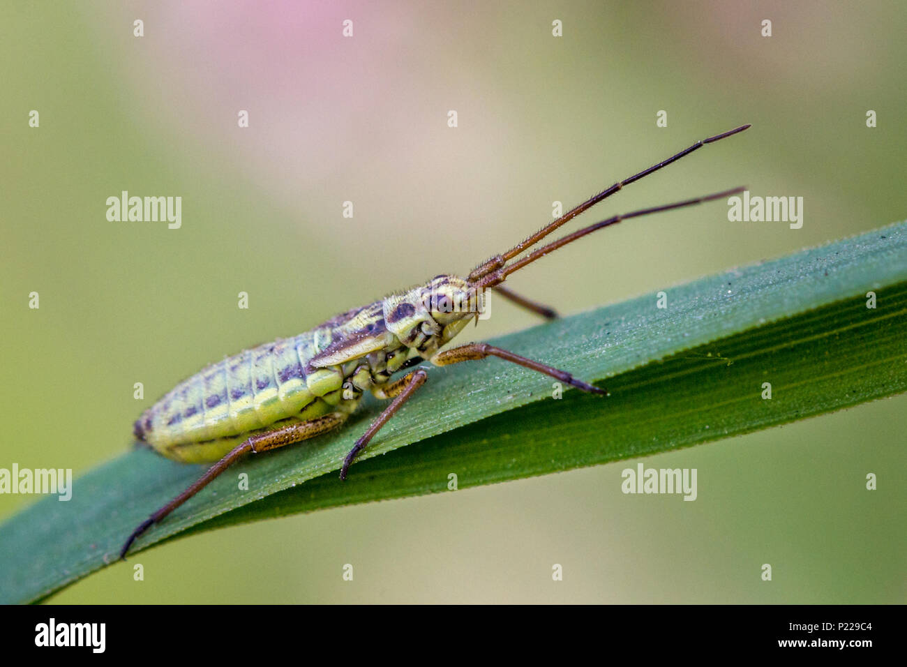 Regno Unito Fauna selvatica: erba ninfa bug (Leptoterna sp.) arroccato su di una levetta di erba Foto Stock