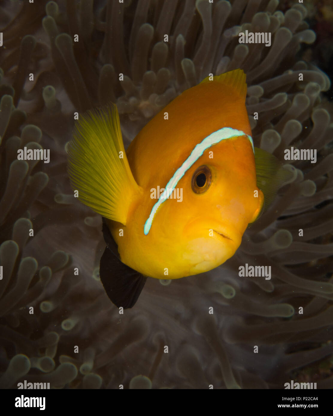 Clownfish pesce di anemone in anemone Foto Stock
