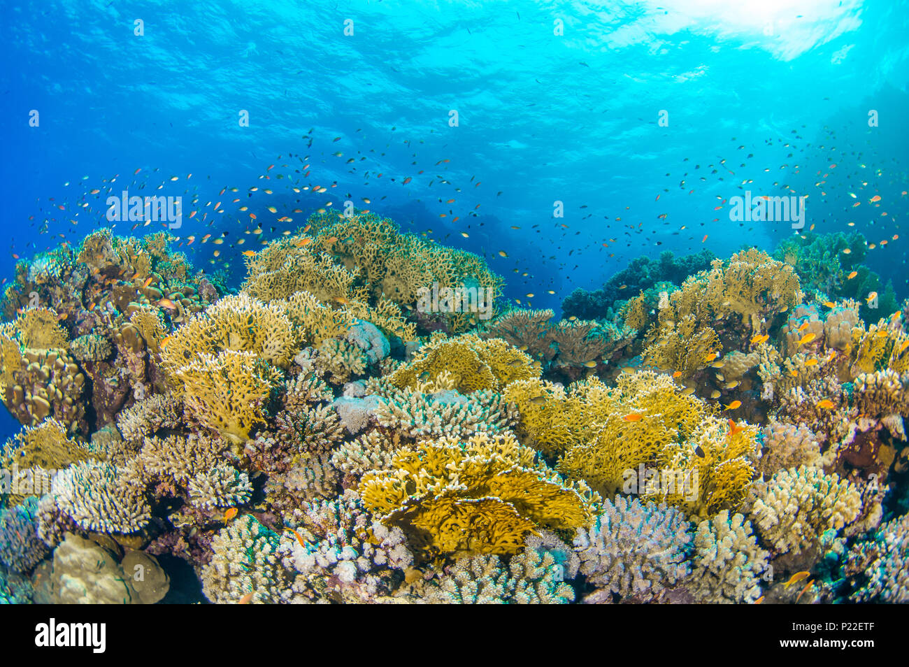 Colorata barriera corallina e secca di subacquea di pesce in un mare tropicale Foto Stock