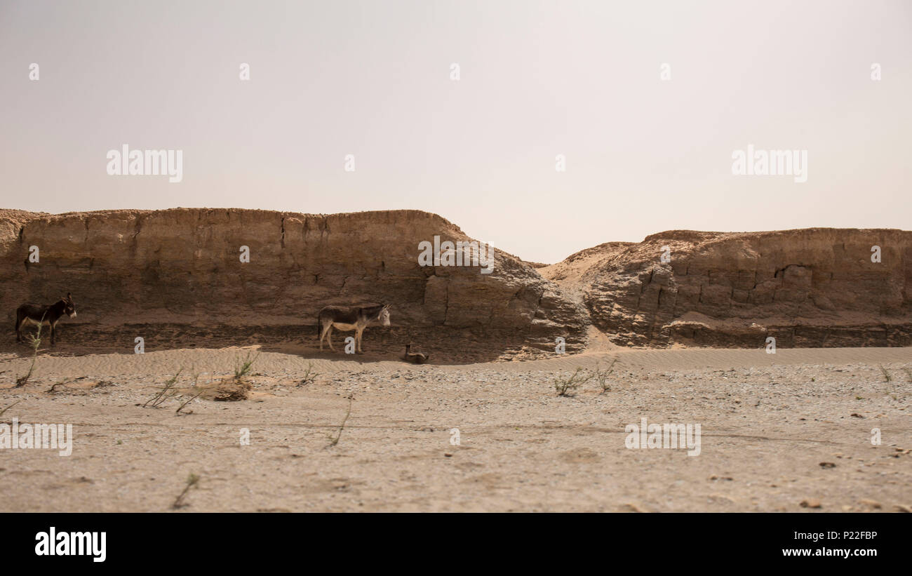 Il Marocco, Erg Chigaga, due asini cercando ombra nel deserto del Sahara Foto Stock