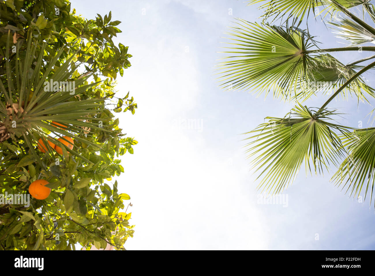 Il Marocco, Quarzazate, percorso di viaggio lungo la strada N9, Palm tree e arancio Foto Stock