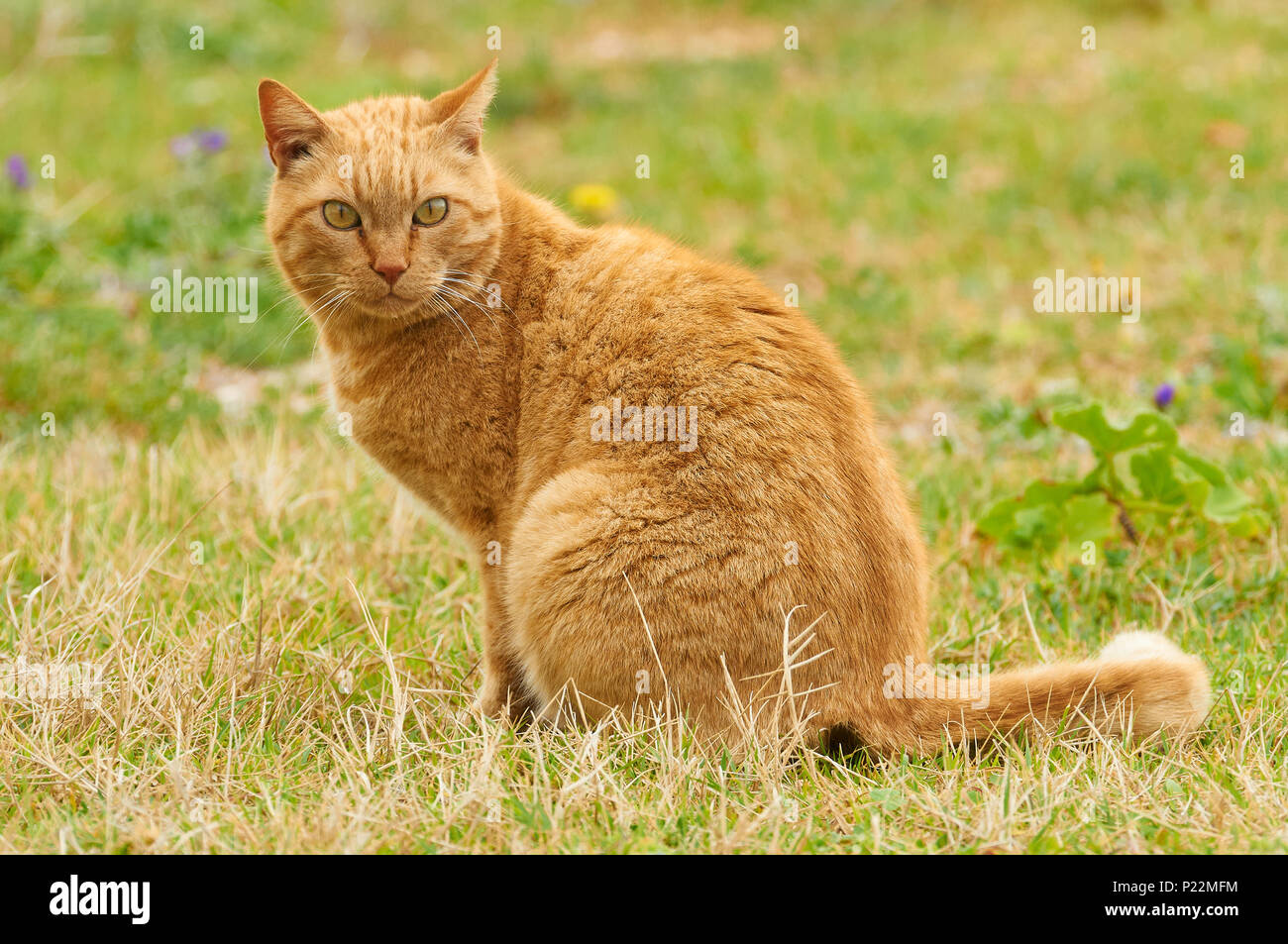 Zenzero domestico gatto (Felis silvestris catus) in un campo di erba verde con fiori (Formentera, Isole Baleari, Spagna) Foto Stock