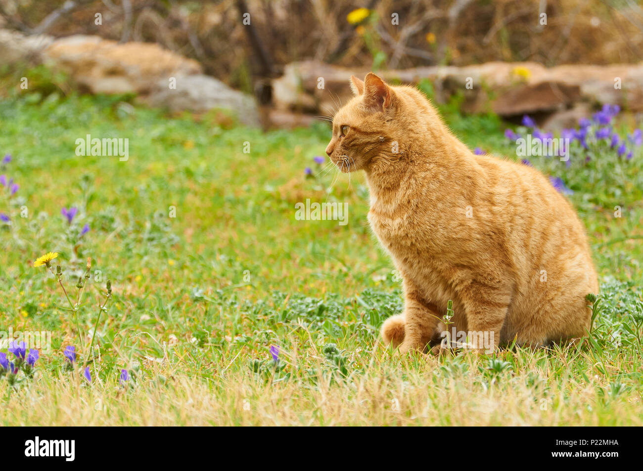 Zenzero domestico gatto (Felis silvestris catus) in un campo di erba verde con fiori (Formentera, Isole Baleari, Spagna) Foto Stock