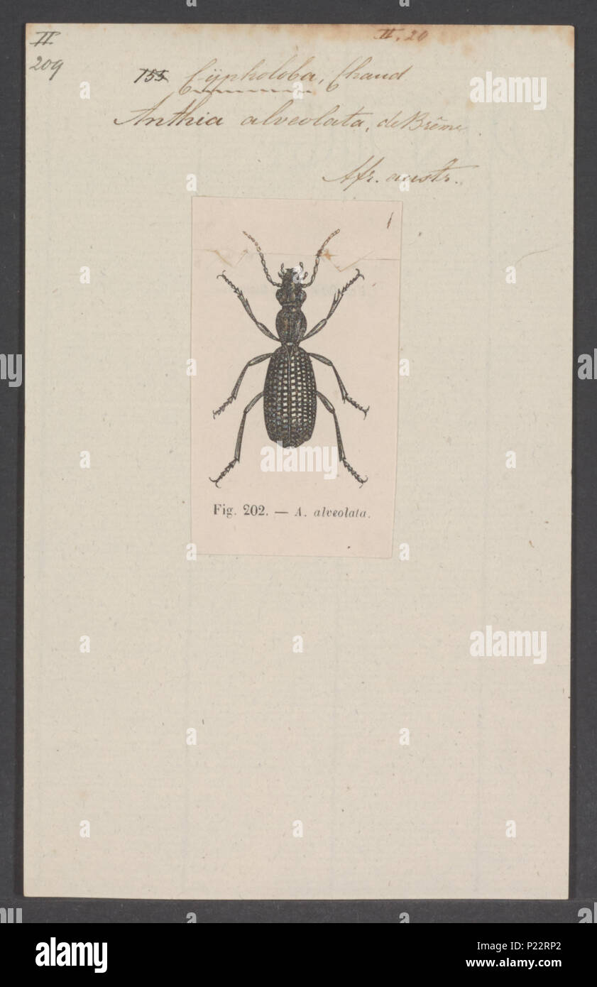 . Cypholoba 73 Cypholoba - Stampa - Iconographia Zoologica - Collezioni Speciali Università di Amsterdam - UBAINV0274 010 16 0029 Foto Stock