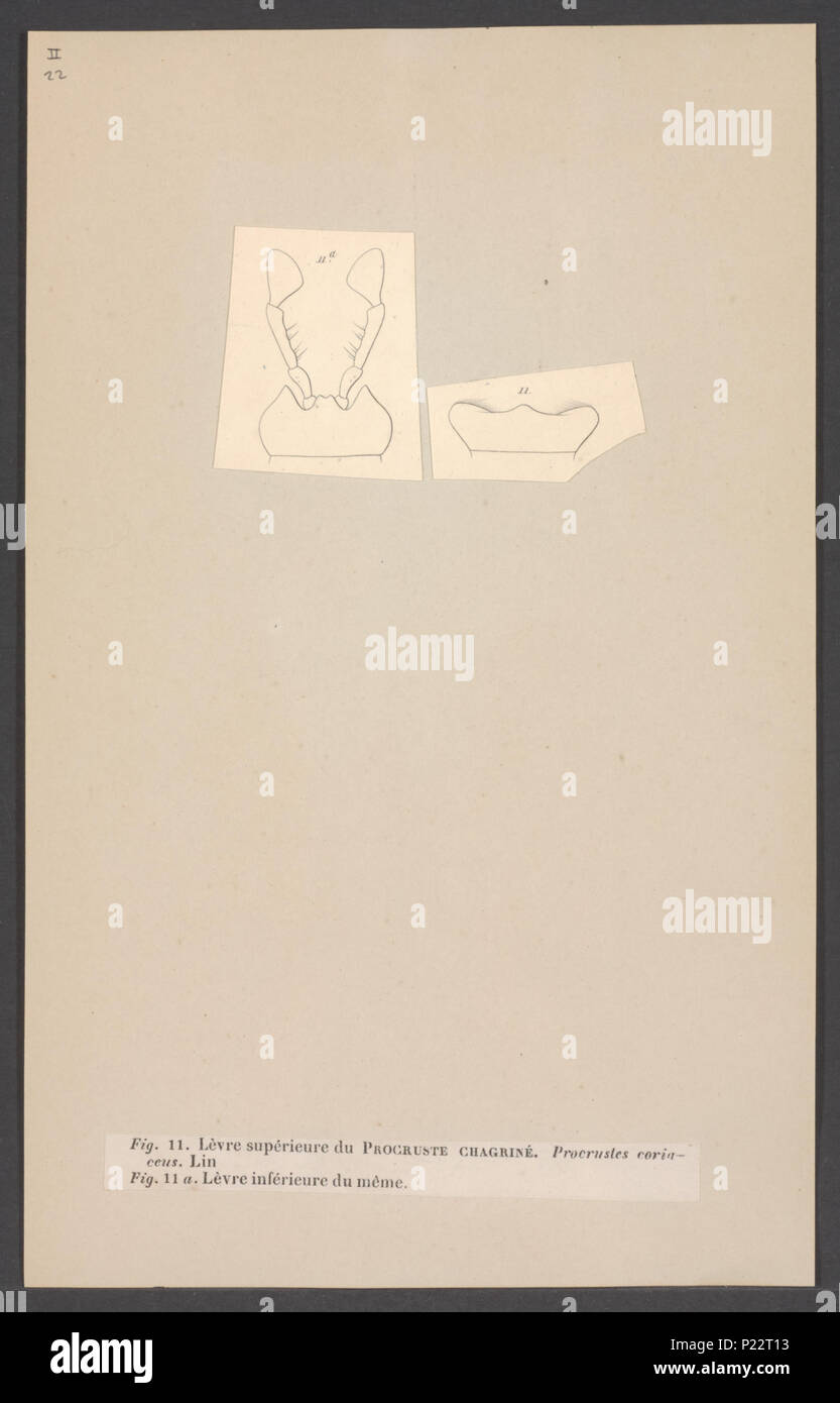 . Procrustes 270 Procrustes - Stampa - Iconographia Zoologica - Collezioni Speciali Università di Amsterdam - UBAINV0274 001 01 0024 Foto Stock