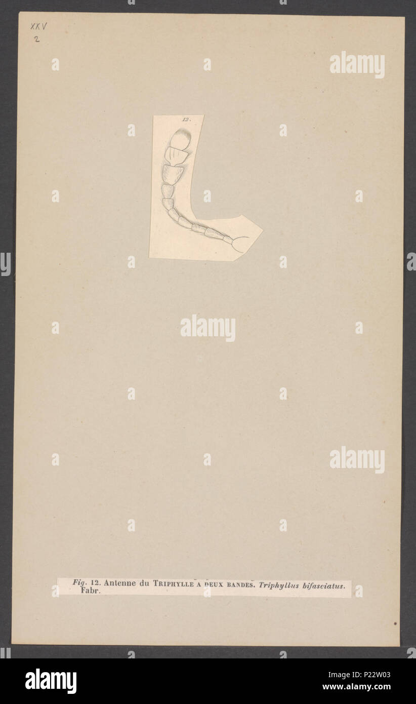 . Triphyllus 308 Triphyllus - Stampa - Iconographia Zoologica - Collezioni Speciali Università di Amsterdam - UBAINV0274 001 03 0042 Foto Stock