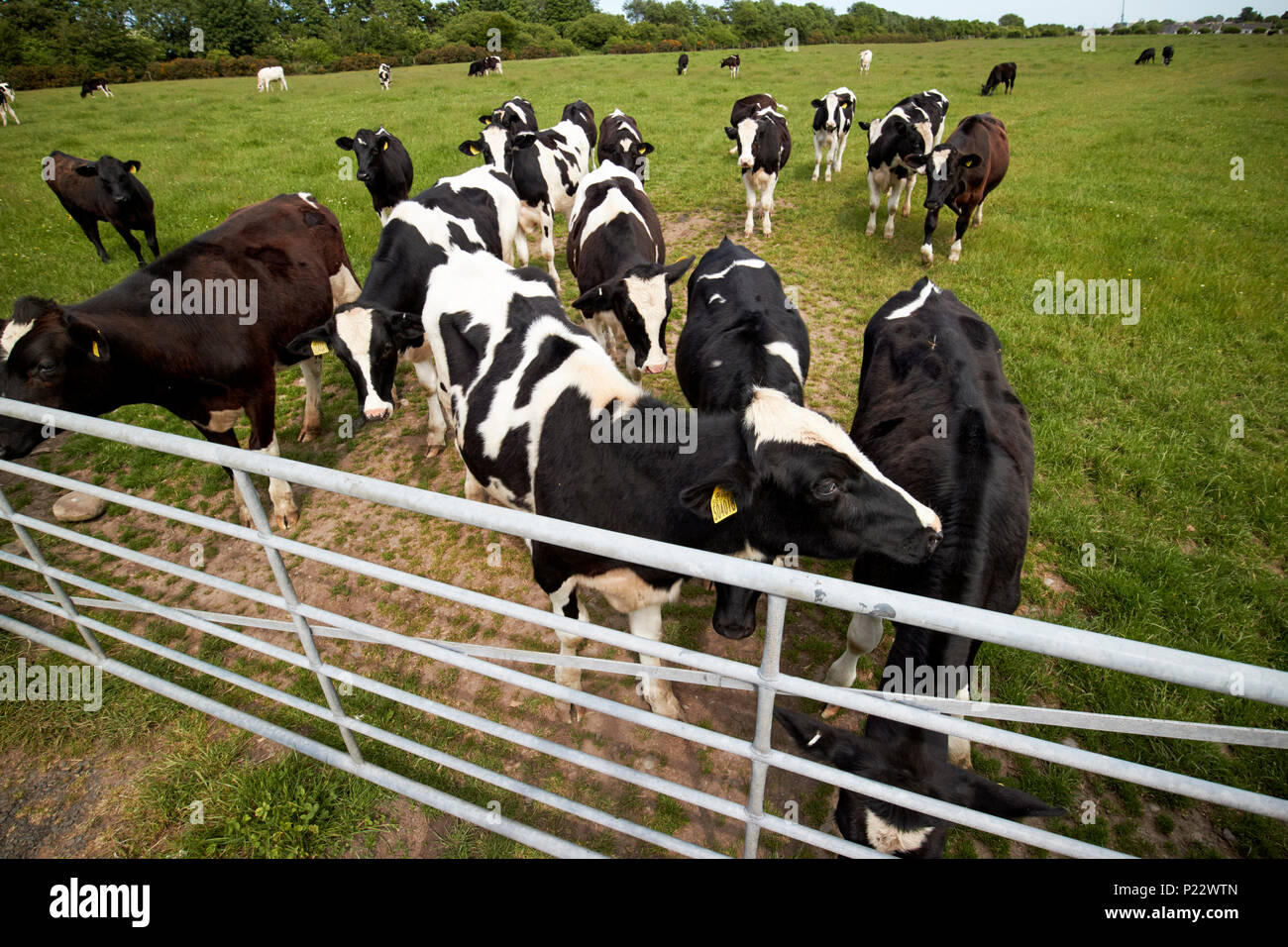 Giovani Holstein il frisone bovini da latte in una fattoria a Annan Dumfries and Galloway Scotland Regno Unito Foto Stock