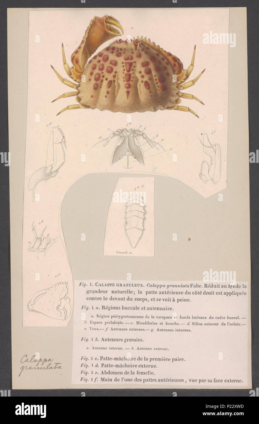 . Calappa granulata 46 Calappa granulata - - Stampa - Iconographia Zoologica - Collezioni Speciali Università di Amsterdam - UBAINV0274 006 01 0083 Foto Stock