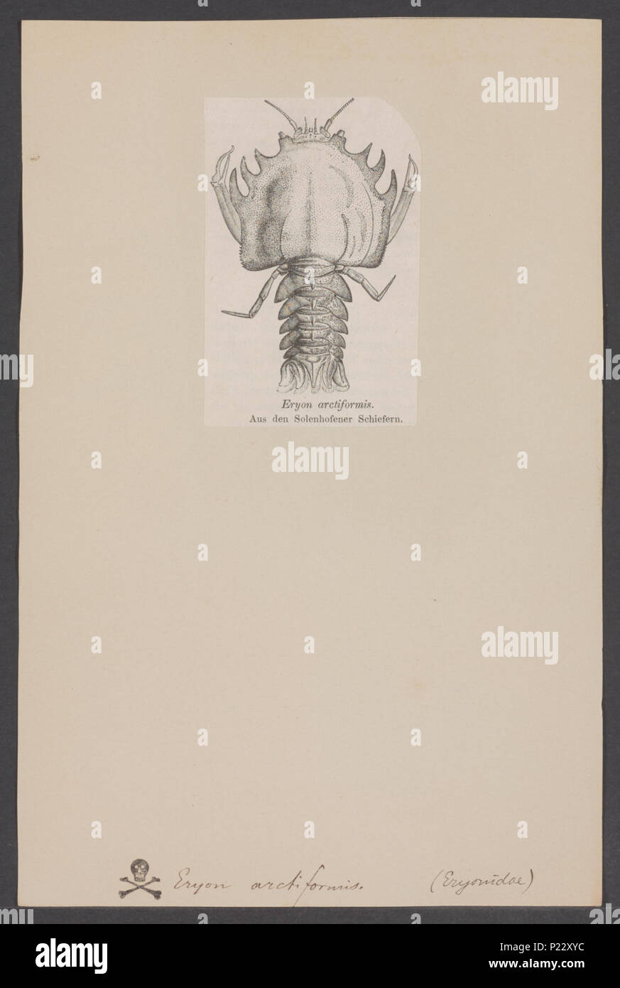 . Eryon arctiformis 119 Eryon arctiformis - - Stampa - Iconographia Zoologica - Collezioni Speciali Università di Amsterdam - UBAINV0274 006 02 0020 Foto Stock
