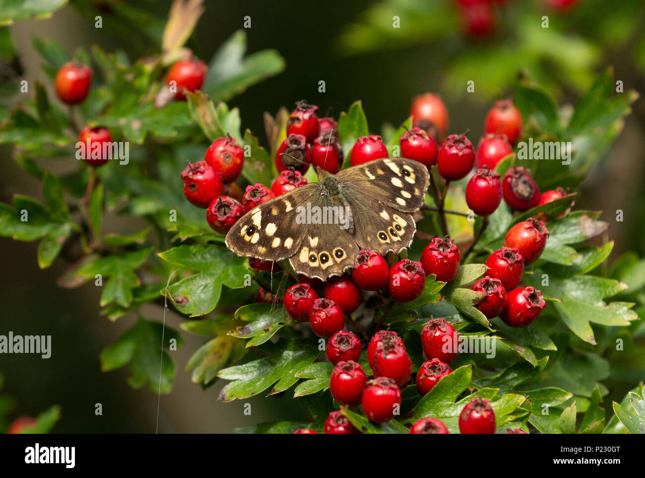 Chiazzato legno butterfly (UK) il biancospino bacche. Foto Stock