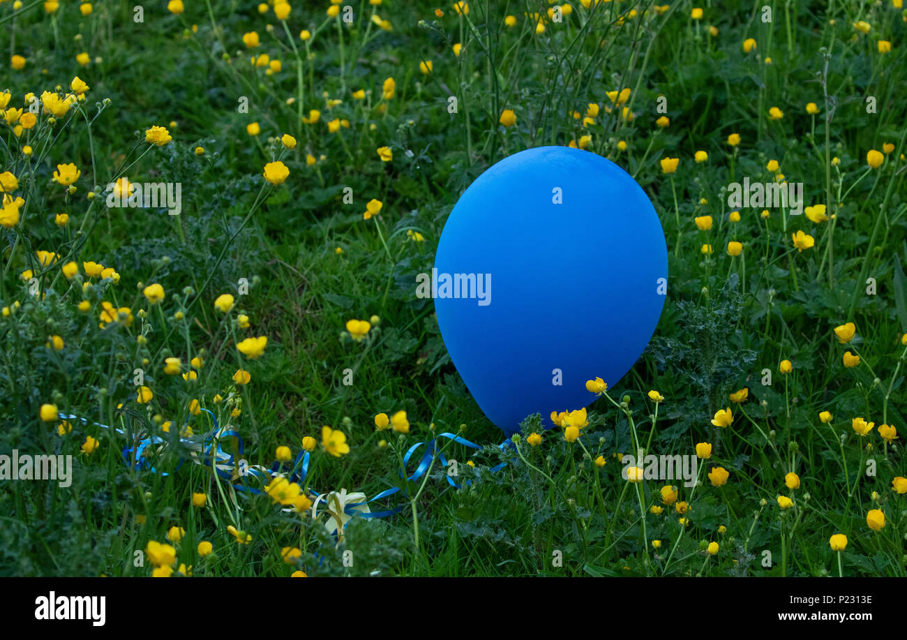 Cucciolata a palloncino. Palloni hanno atterrato in un campo provocando il rilascio di palloncino cucciolata di danneggiare l'ambiente e di danno per la fauna selvatica. Foto Stock