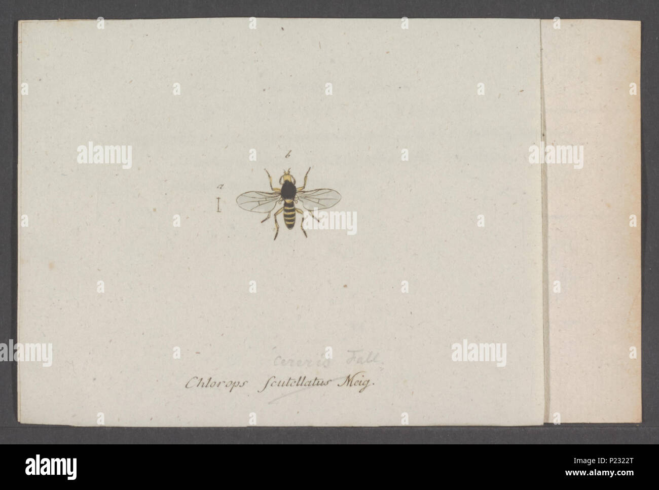 . Oscinis 213 Oscinis - Stampa - Iconographia Zoologica - Collezioni Speciali Università di Amsterdam - UBAINV0274 039 07 0066 Foto Stock