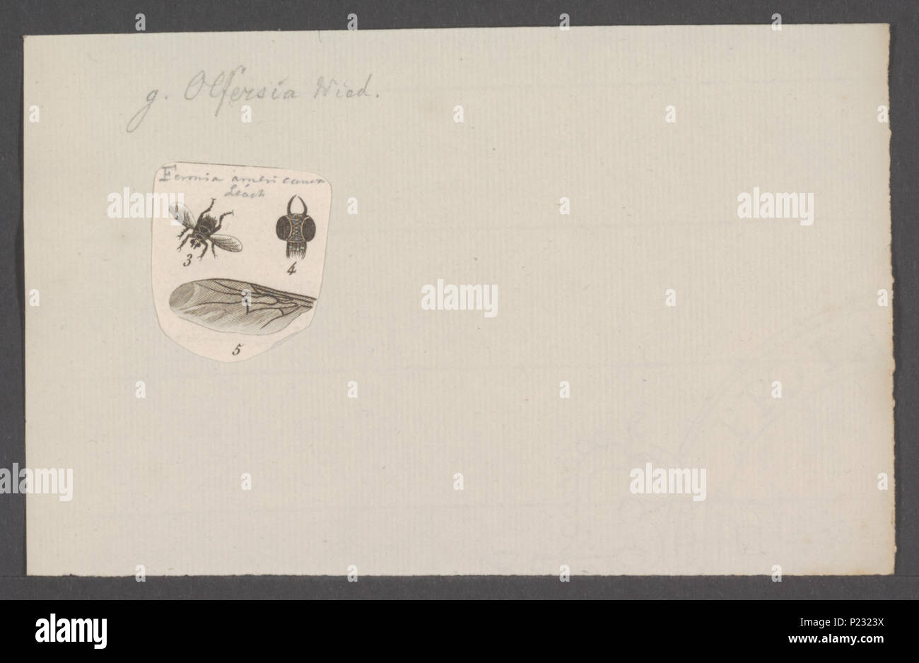 . Olfersia 210 Olfersia - Stampa - Iconographia Zoologica - Collezioni Speciali Università di Amsterdam - UBAINV0274 039 08 0013 Foto Stock