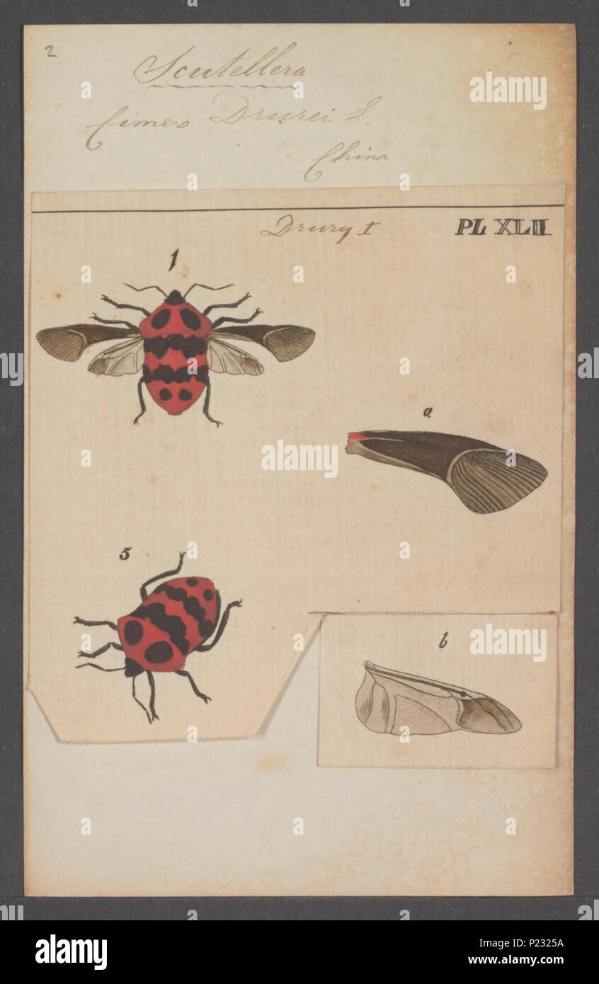 . Scutellera 286 Scutellera - Stampa - Iconographia Zoologica - Collezioni Speciali Università di Amsterdam - UBAINV0274 040 02 0005 Foto Stock
