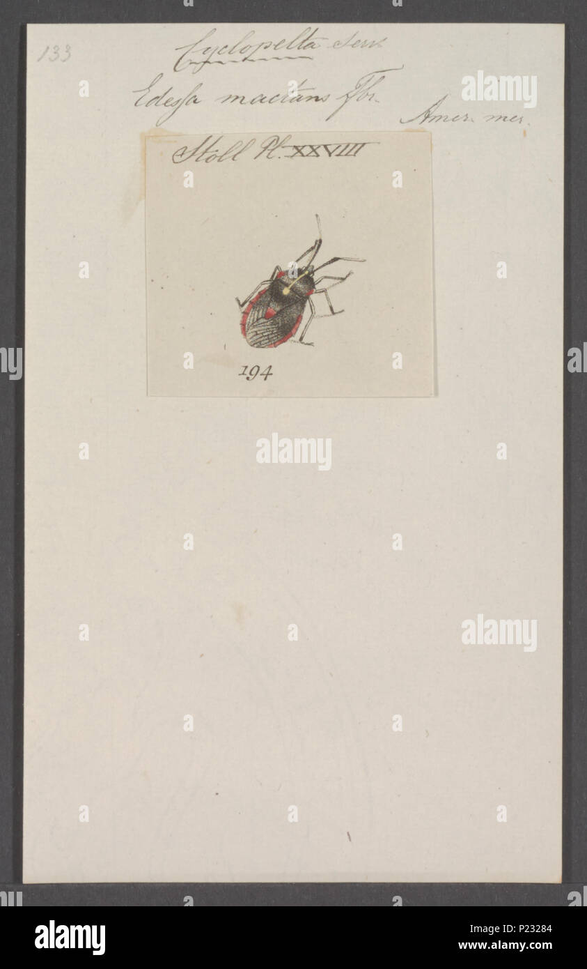 . Cyclopelta 72 Cyclopelta - Stampa - Iconographia Zoologica - Collezioni Speciali Università di Amsterdam - UBAINV0274 040 03 0029 Foto Stock