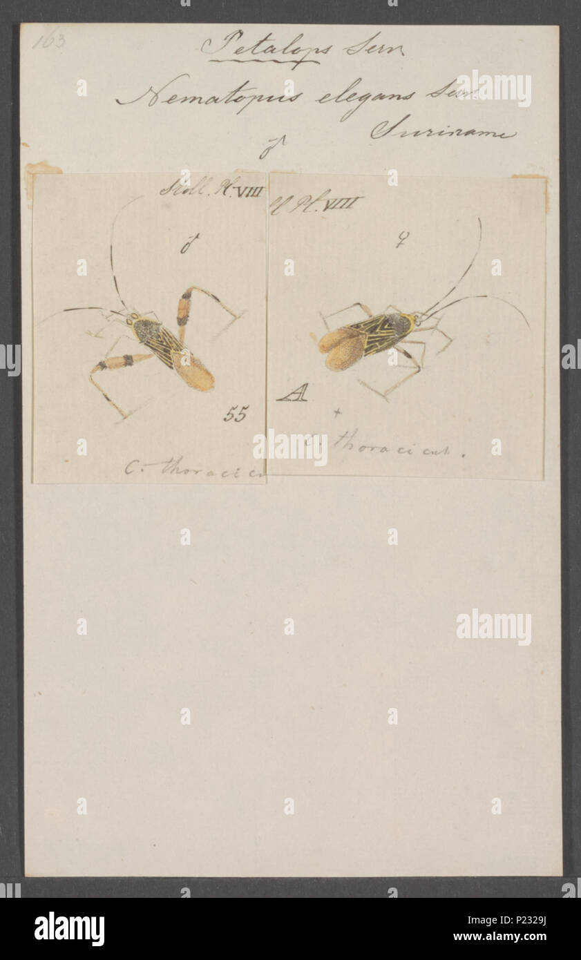 . Petalops 221 Petalops - Stampa - Iconographia Zoologica - Collezioni Speciali Università di Amsterdam - UBAINV0274 040 04 0029 Foto Stock