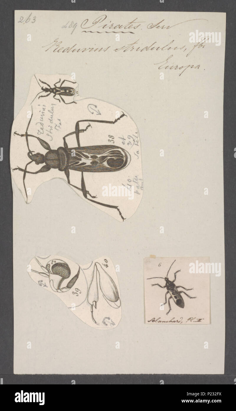 . I pirati 225 pirati - Stampa - Iconographia Zoologica - Collezioni Speciali Università di Amsterdam - UBAINV0274 041 03 0003 Foto Stock