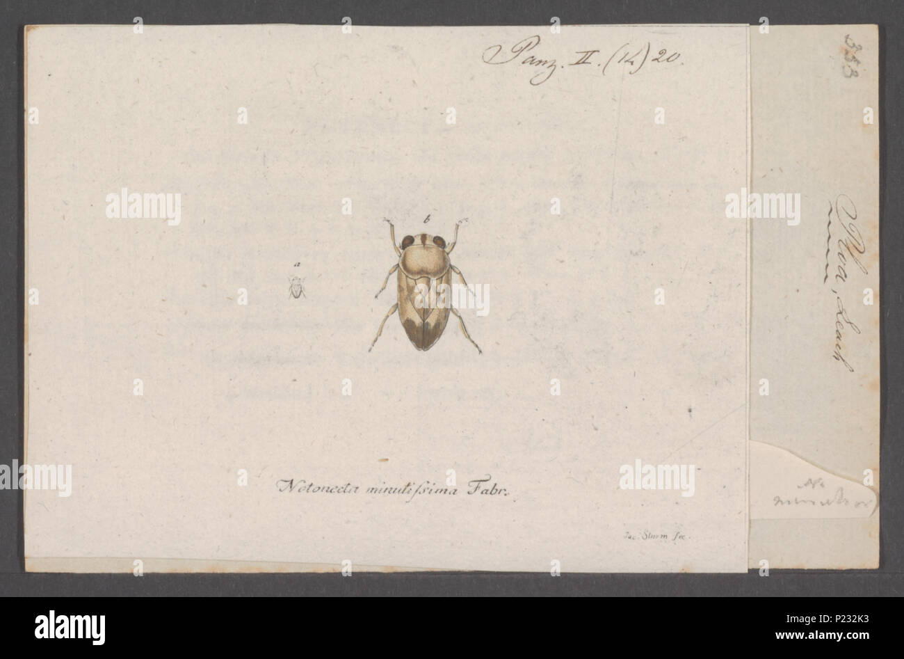 . Ploa 228 Ploa - Stampa - Iconographia Zoologica - Collezioni Speciali Università di Amsterdam - UBAINV0274 041 12 0010 Foto Stock