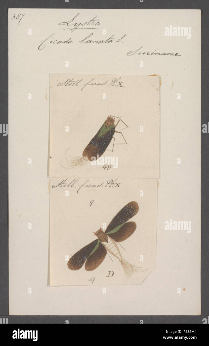 . Listra 179 Listra - Stampa - Iconographia Zoologica - Collezioni Speciali Università di Amsterdam - UBAINV0274 042 02 0027 Foto Stock