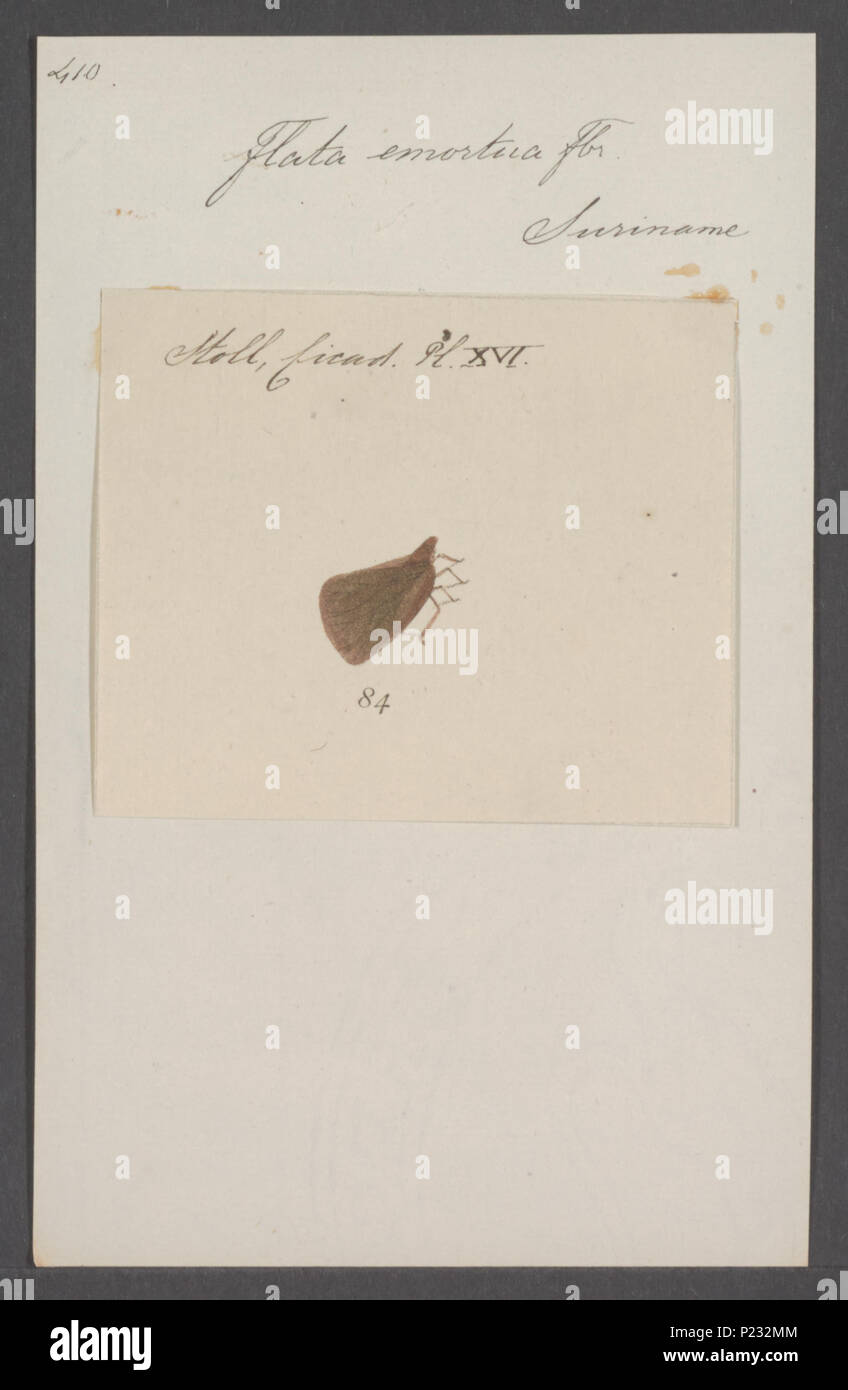 . 125 Flata Flata - Stampa - Iconographia Zoologica - Collezioni Speciali Università di Amsterdam - UBAINV0274 042 03 0011 Foto Stock